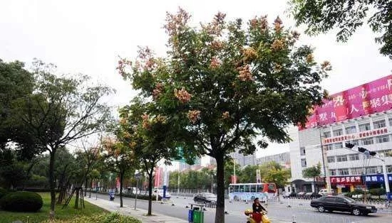 中威,中威春雨,桂花養(yǎng)護,桂花為什么不開花，快活林園林養(yǎng)護