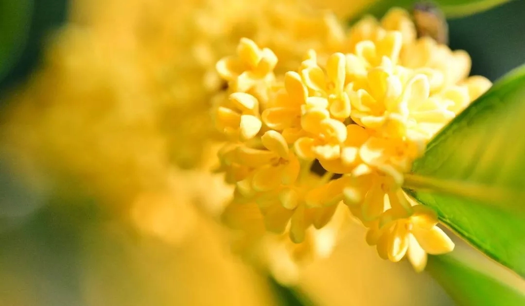 中威,中威春雨,桂花養(yǎng)護,桂花為什么不開花，快活林園林養(yǎng)護