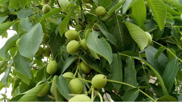 核桃園冬季管理 ：你的核桃樹(shù)穿“防寒衣”了嗎？