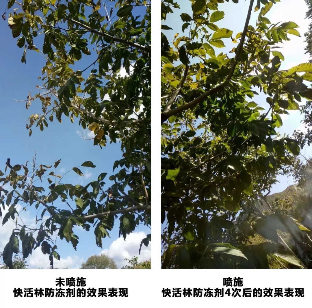 中威,中威春雨,核桃秋冬養(yǎng)護,快活林涂白劑，快活林防凍劑