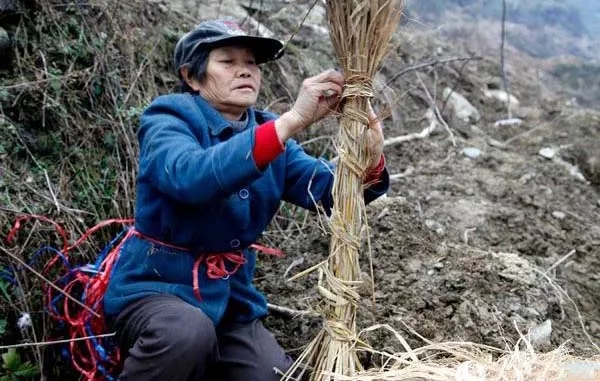 中威,中威春雨,核桃秋冬養(yǎng)護,快活林涂白劑，快活林防凍劑