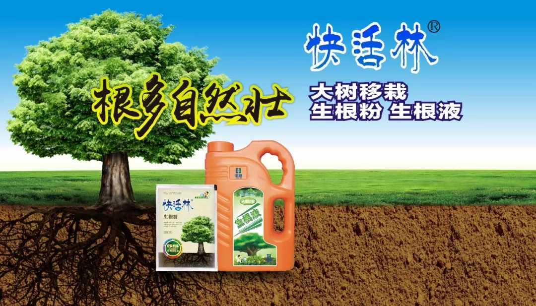 中威，中威春雨，大樹(shù)移栽，樹(shù)木移栽成活率，快活林生根粉
