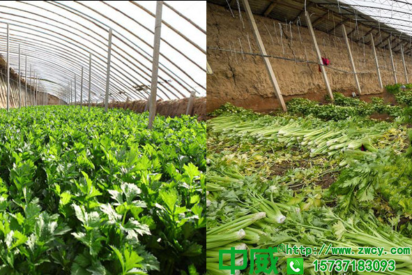 芹菜種植怎么長得快，大棚芹菜怎么管理才高產(chǎn)