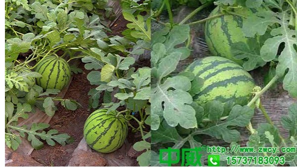 西瓜開花質(zhì)量差不坐果怎么辦？種西瓜用什么肥料好