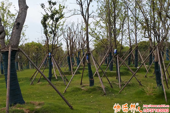 快活林吊針液使用恢復
