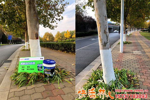 不刷涂白劑了滑石粉刷白美觀細(xì)膩，樹木涂白能用滑子粉嗎