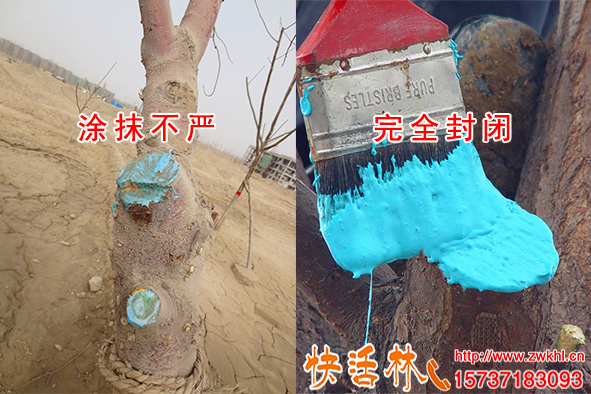 果樹(shù)愈合劑的用法要求傷口抹嚴(yán)，不涂全又有什么危害？