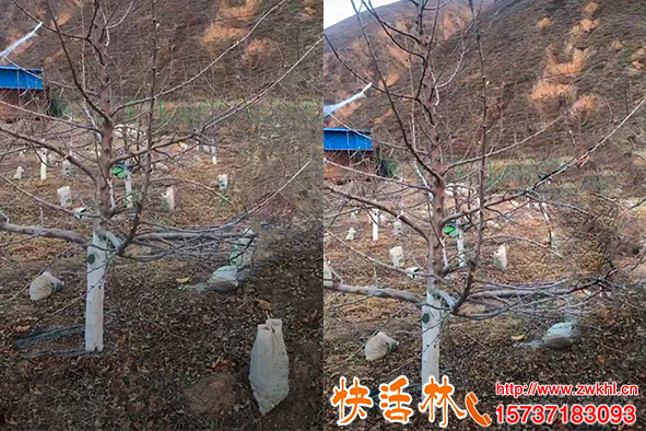 快活林樹干涂白劑果園保護(hù)作用大，冬季果樹涂白有什么作用