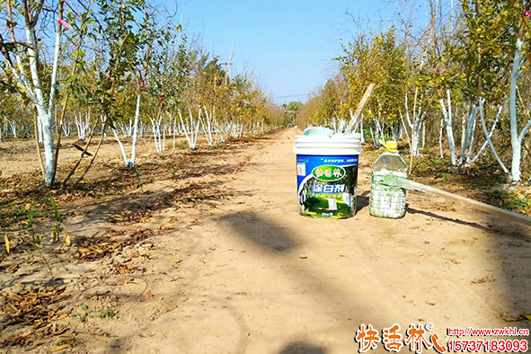 快活林榛子樹園涂白