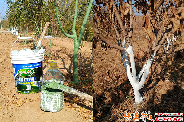 快活林榛子樹涂白