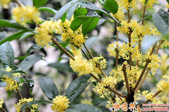 快活林桂花樹(shù)養(yǎng)護(hù)
