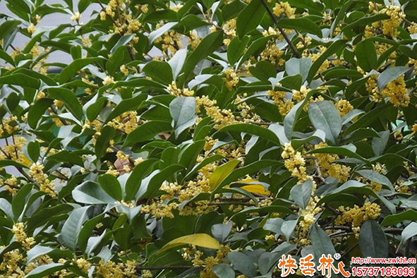 快活林桂花樹(shù)使用