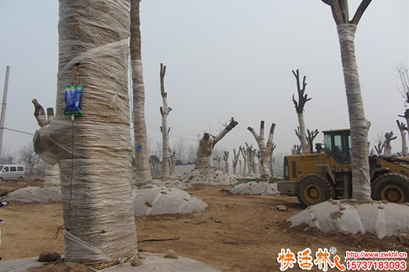 大樹營養(yǎng)液多少錢一袋，為什么那么多工程都要用快活林吊針液