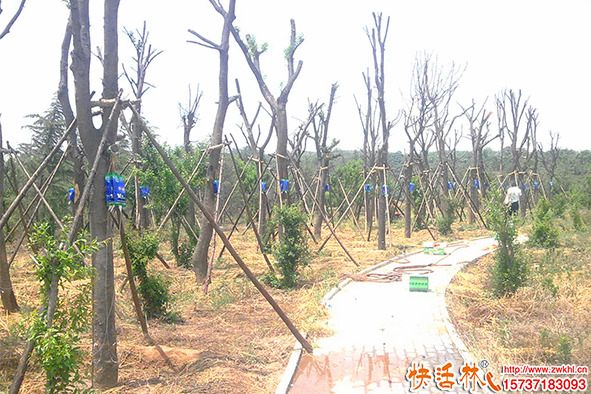 樹木回芽還能不能救？樹木回芽怎么處理？