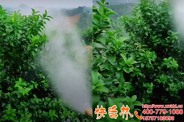 快活林植物抗凍劑柑橘防寒湖北襄陽薛經(jīng)理經(jīng)理兩次倒春寒沒出問題