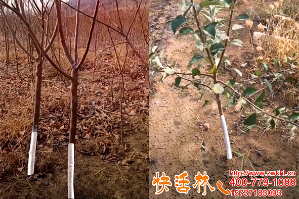 原來樹干涂白的作用那么多內蒙古張經(jīng)理蘋果園這次刷對了