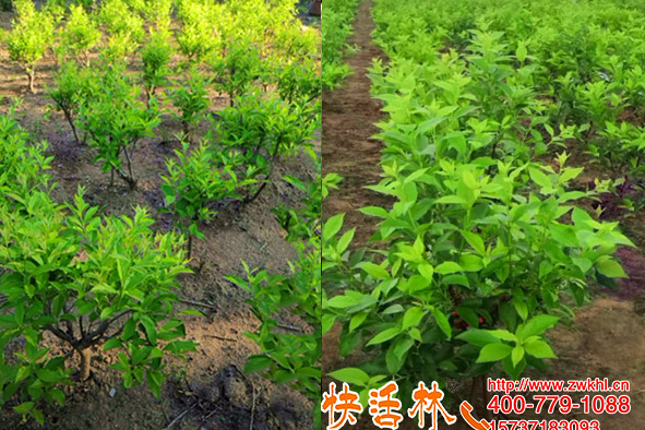 快活林植物生根劑可噴可澆，苗木整齊真不錯(cuò)