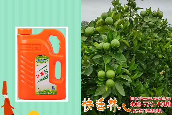 廣西玉林魯經(jīng)理果樹柑橘防凍液，柑橘結(jié)果都高了