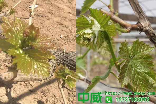葡萄萌芽不整齊怎么辦，葡萄專用肥料怎么用
