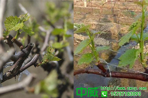 葡萄為什么要早催芽，葡萄需要什么肥料催芽？