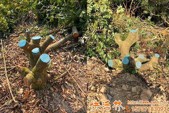 快活林植物傷口愈合劑保水防病愈合快果樹(shù)修剪再大傷口也不怕