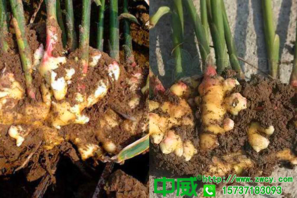 生姜怎么種植病害少？生姜專用肥哪家好？不老秀水溶肥大姜養(yǎng)護(hù)