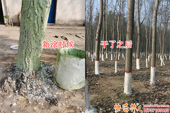 快活林涂白劑楊樹(shù)涂白