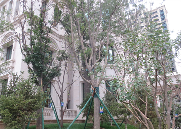 大樹營(yíng)養(yǎng)液 河南中威 15737183093