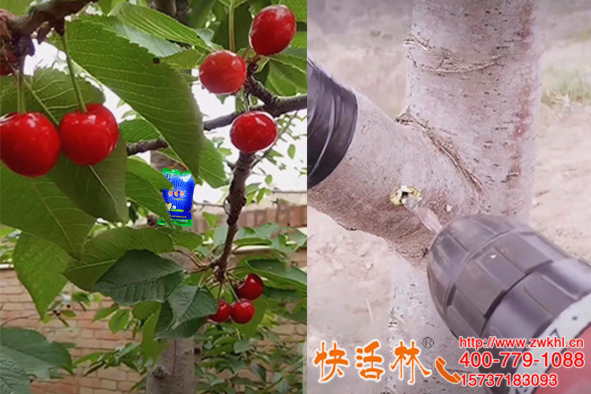 內(nèi)蒙古通遼鄭經(jīng)理給櫻桃樹掛上給樹補充營養(yǎng)的吊液半月黃葉消失
