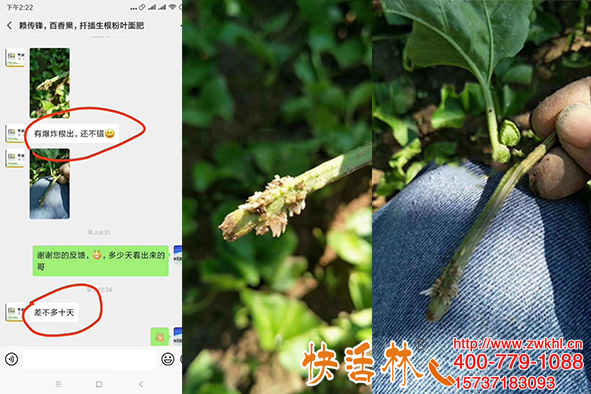 好用的生根粉哪里有賣的，江西贛江辛經(jīng)理百香果10天爆發(fā)式生根