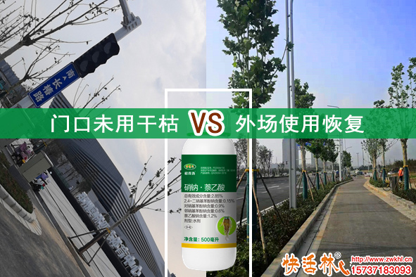 快活林生根劑使用恢復