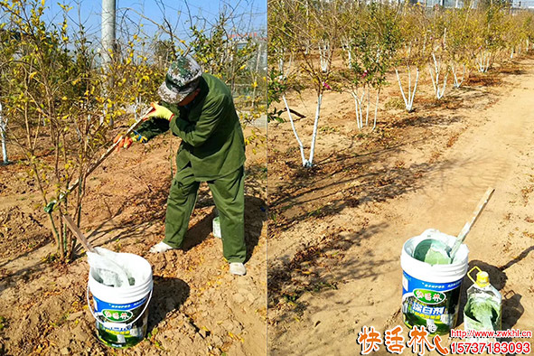 快活林果樹涂白劑使用