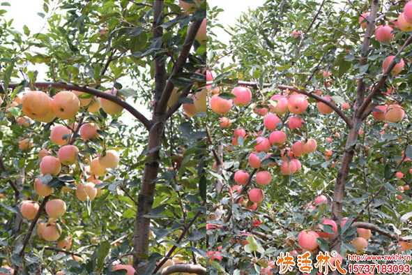 用菌地帶同一棵蘋果樹長(zhǎng)勢(shì)