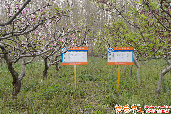 生根粉使用對比