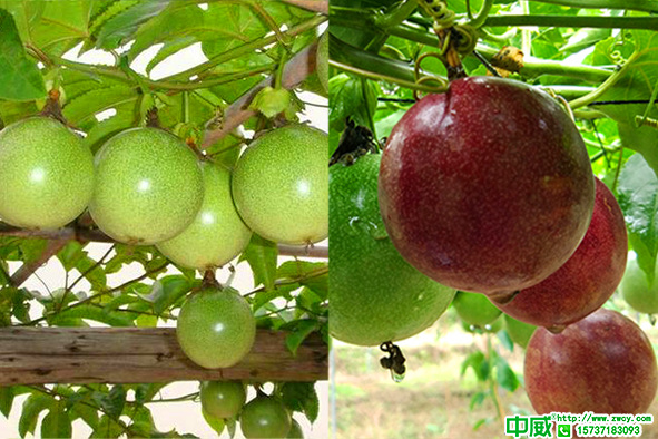 百香果種植技術(shù)，百香果用什么肥料才能健康發(fā)育？