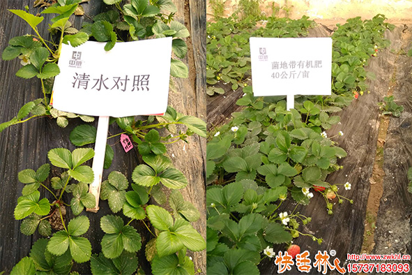 菌地帶有機(jī)肥草莓試驗對比