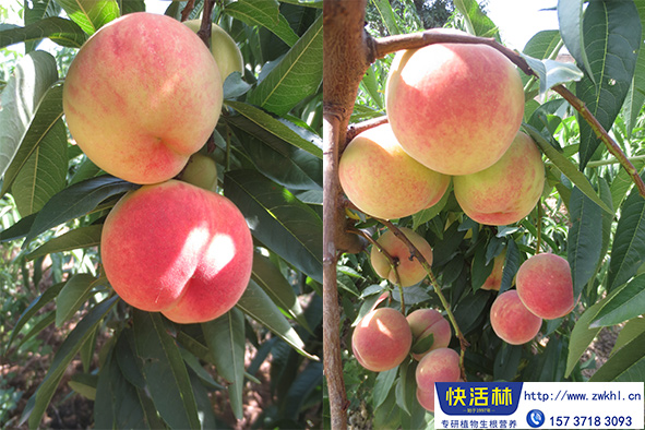 快活林桃樹養(yǎng)護(hù)