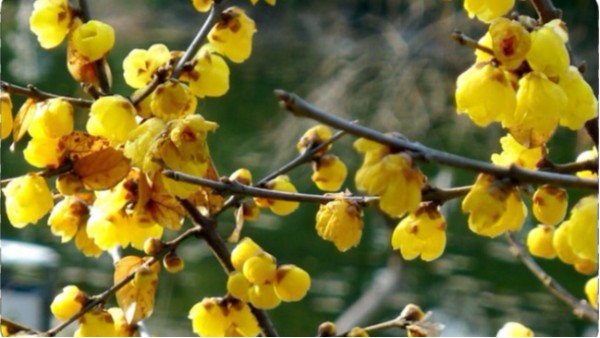【快活林養(yǎng)護(hù)百科】臘梅冬季技術(shù)管理要點(diǎn)