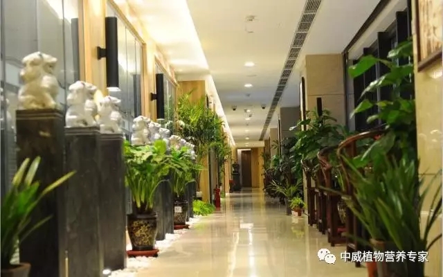 中威植物營養(yǎng)調(diào)節(jié)劑400-779-1088