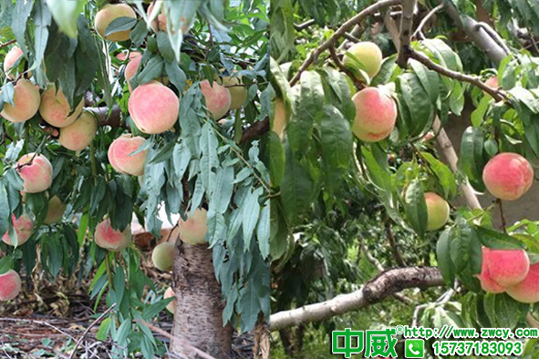 桃樹施肥有講究，桃樹肥料怎么施才高產(chǎn)？