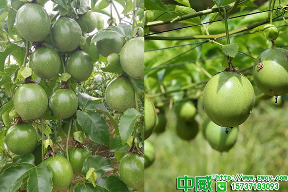 百香果種植技術(shù)與管理，百香果怎么施肥產(chǎn)量高？
