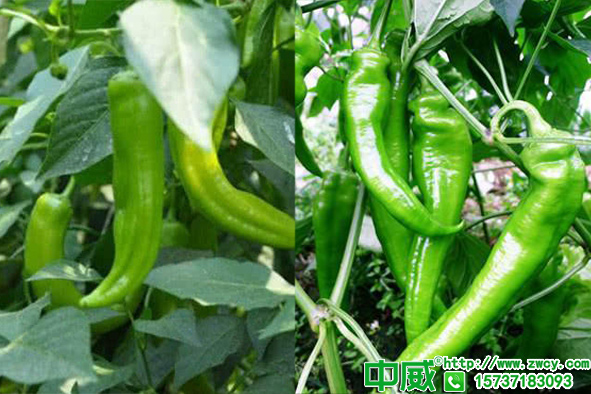 辣椒要施什么肥料，辣椒用肥技巧有講究
