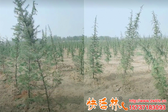 新移栽的植物澆生根粉成活率才會(huì)高，雪松樹(shù)移栽用什么