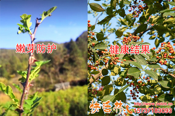 花椒樹(shù)預(yù)防倒春寒用快活林植物防凍劑防寒潮修復(fù)凍傷