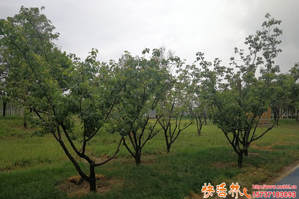 快活林抗蒸對比濕