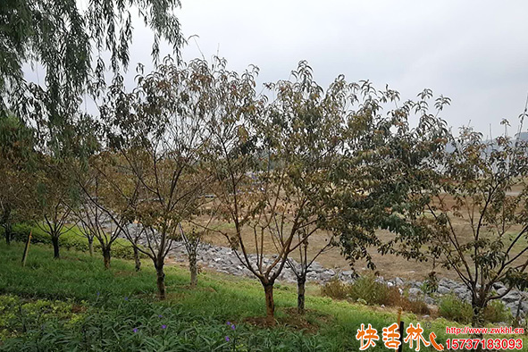 快活林抗蒸對比干