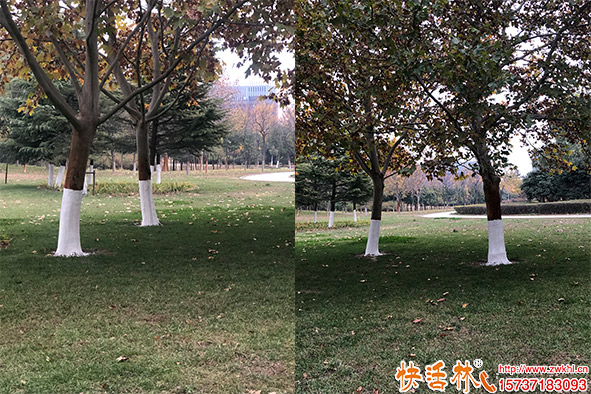 快活林涂白劑樹(shù)干涂白