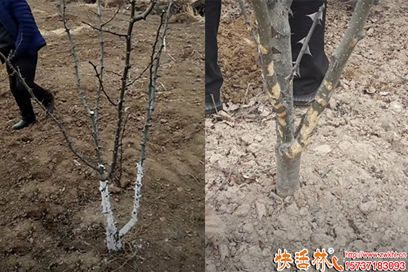 快活林涂白劑花椒防護
