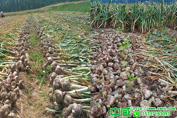 大蒜種植重茬產(chǎn)量越來越低怎么辦？大蒜用什么水溶肥好？