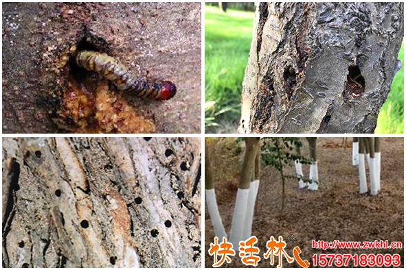 要預(yù)防蛀干害蟲(chóng)樹(shù)木涂白什么時(shí)候效果好有沒(méi)有用對(duì)